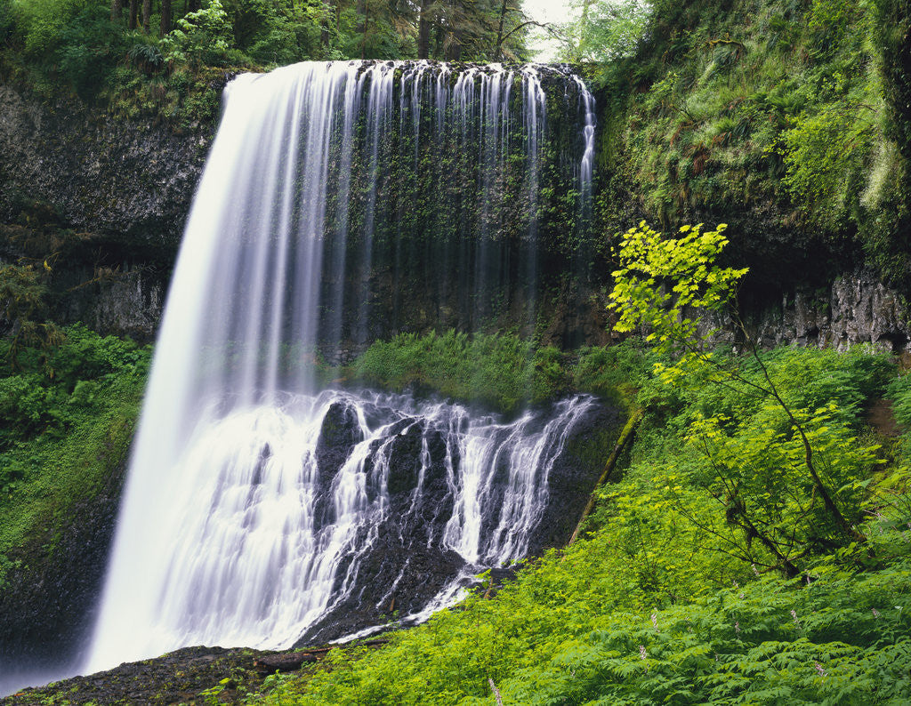 Detail of Middle North Falls Surrounded by Plants by Anonymous