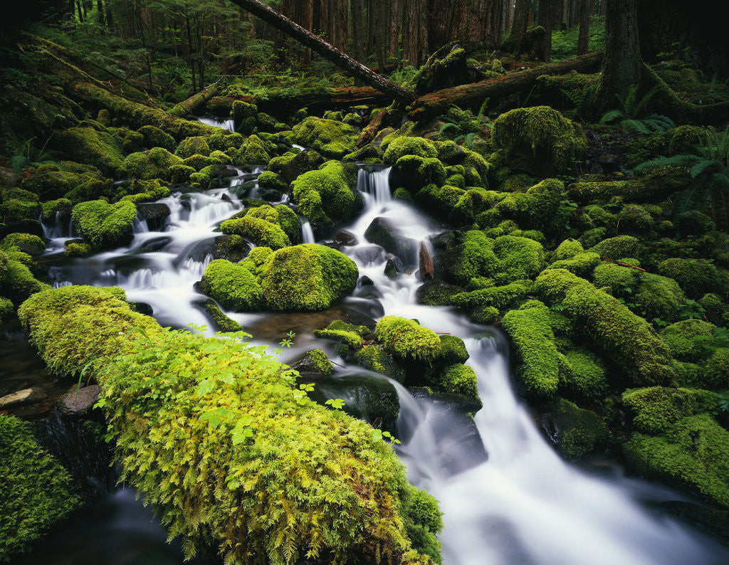 Detail of Moss Blanketing Rocks in Olympic National Park by Corbis