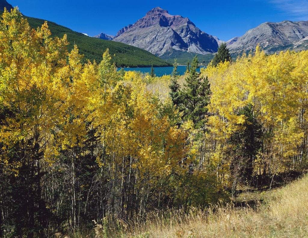 Detail of Autumn Trees in Glacier National Park by Anonymous