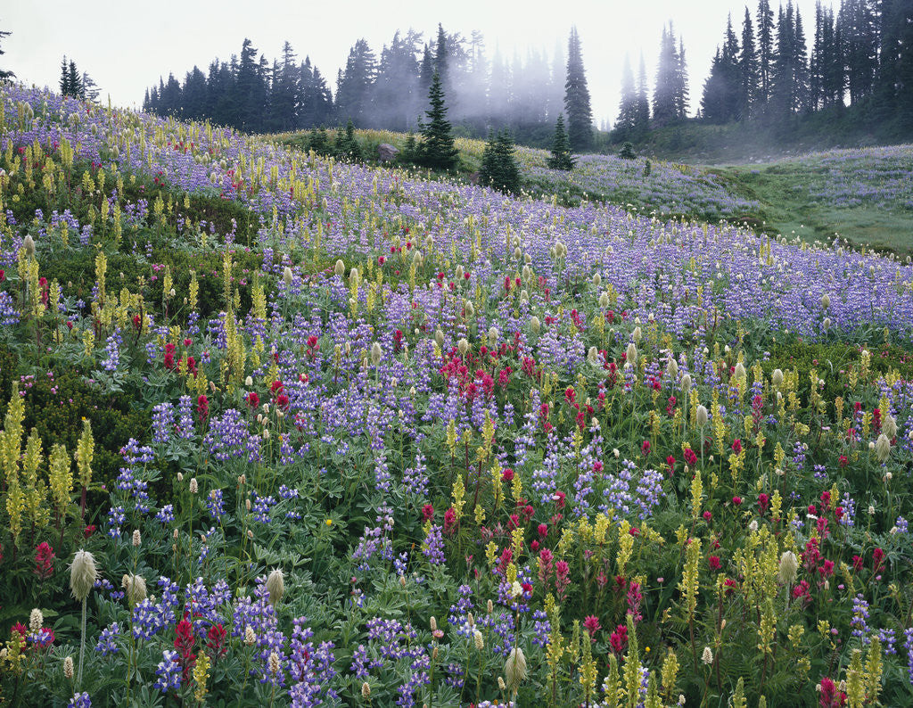 Detail of Wildflowers in Bloom on Mount Rainier by Anonymous