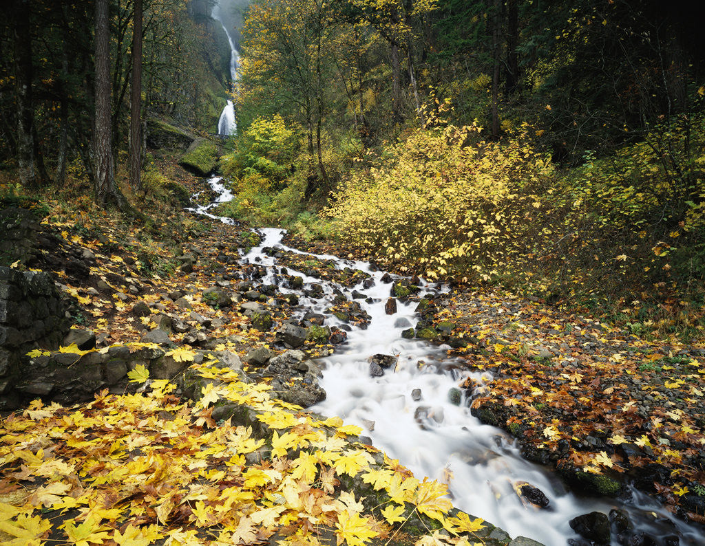 Detail of Autumn Leaves next to Wahkeena Falls by Anonymous