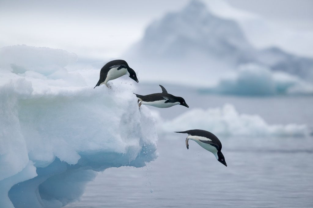 Detail of Adelie Penguins Jumping into Ocean by Anonymous