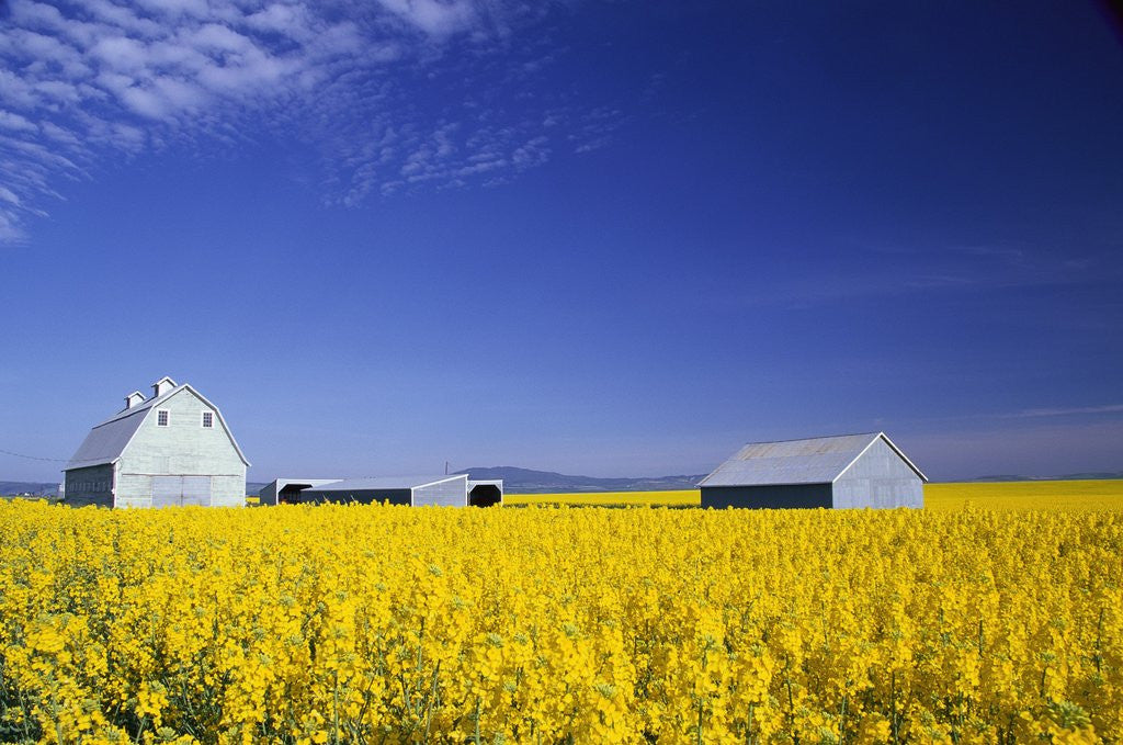 Detail of Spring Canola Crop by Anonymous