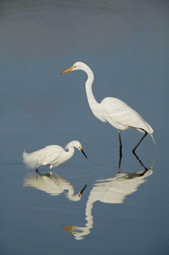 Detail of Snowy and Great Egrets by Anonymous