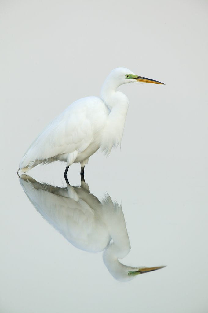 Detail of Great Egret Reflected by Anonymous