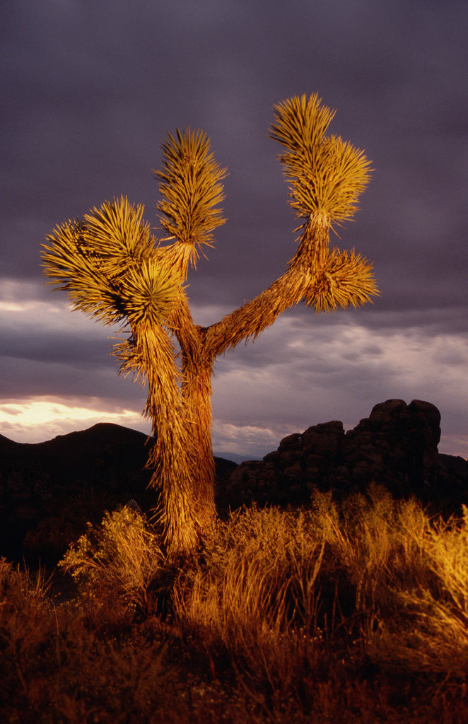 Detail of Joshua Tree by Anonymous