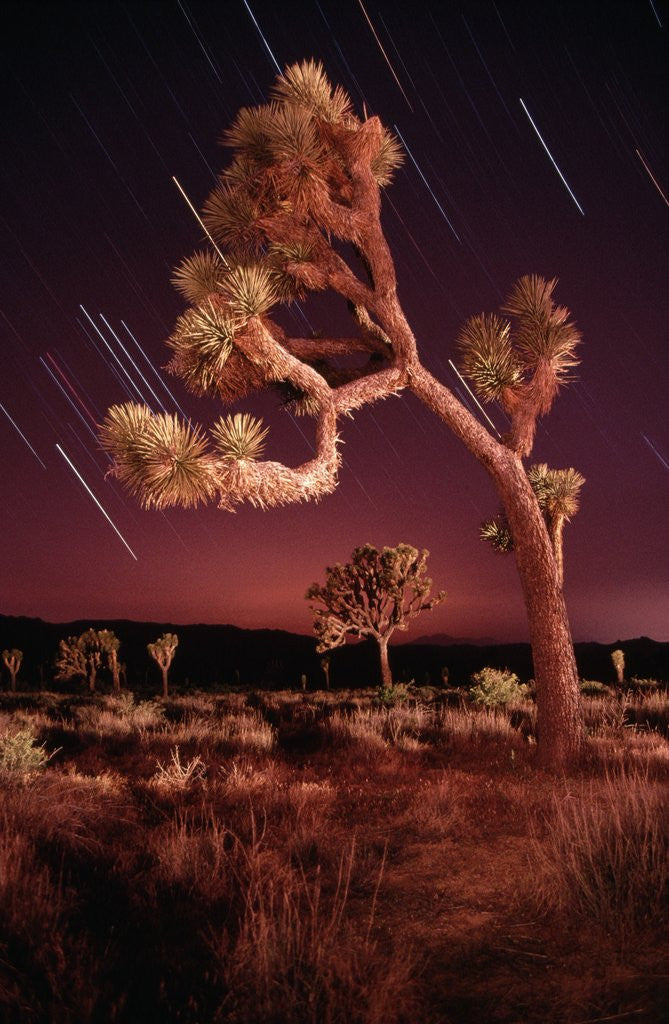 Detail of Meteor Trails and Joshua Trees by Anonymous