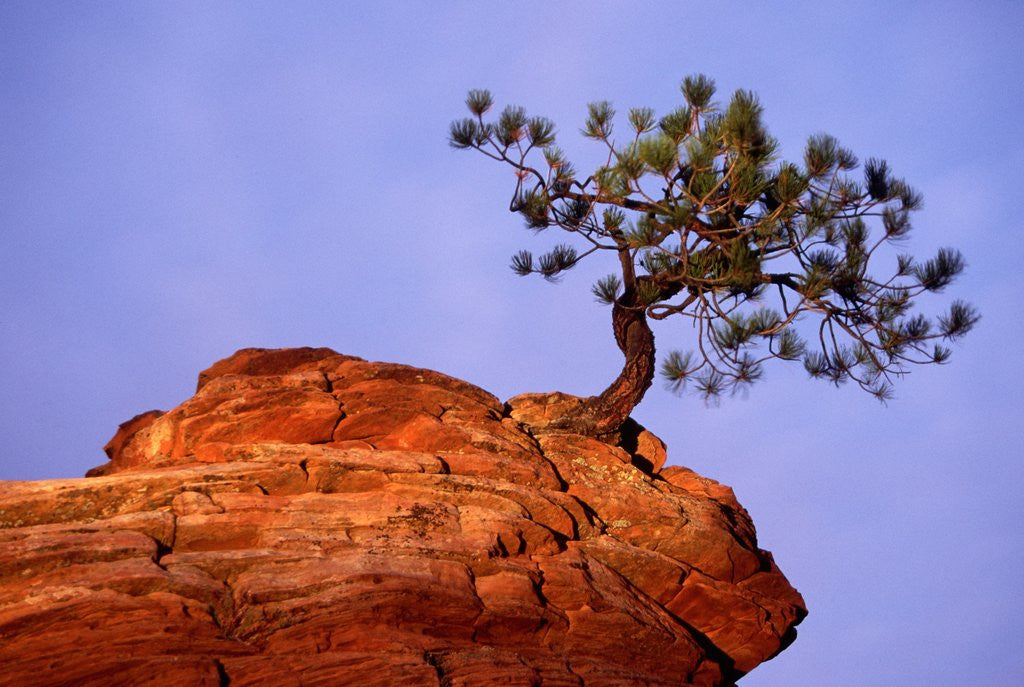 Detail of Ponderosa Pine and Hoodoo Rock by Anonymous