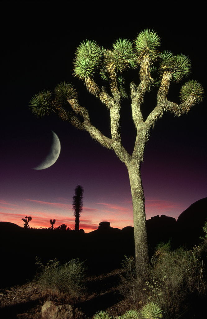 Detail of Crescent Moon and Joshua Tree by Anonymous
