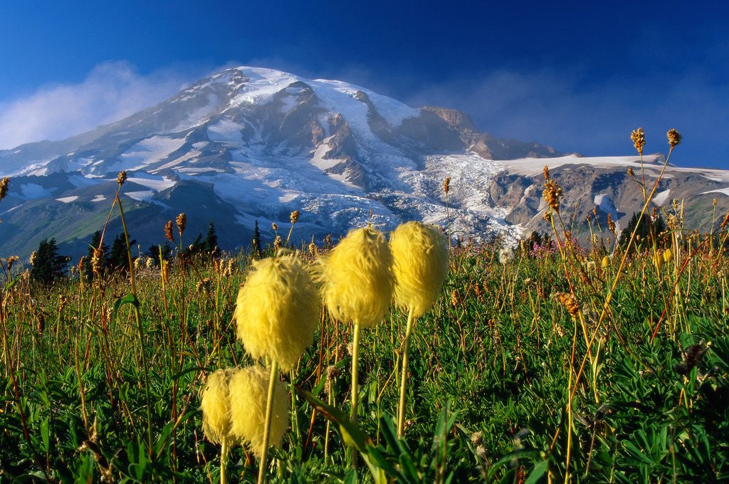 Detail of Wildflowers Blooming Beneath a Snowy Mountain by Anonymous