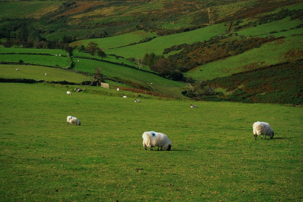 Detail of Sheep and Stone Walls in Green Pastures by Anonymous