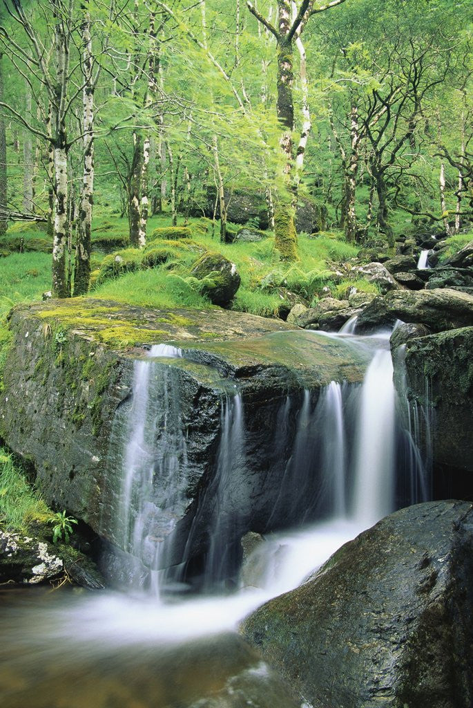 Detail of Gougane Barra Forest Park Waterfall by Anonymous