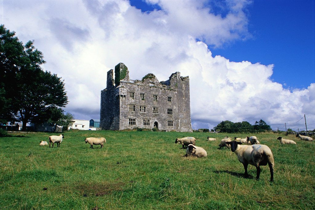 Detail of Sheep Grazing near Leamaneagh Castle by Corbis