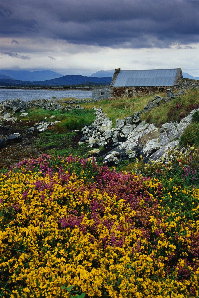 Detail of Flowers Along Carna Bay by Anonymous