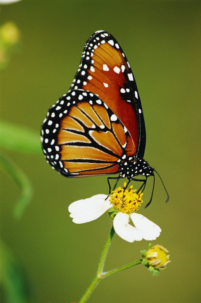 Detail of Monarch Butterfly on Flower by Anonymous