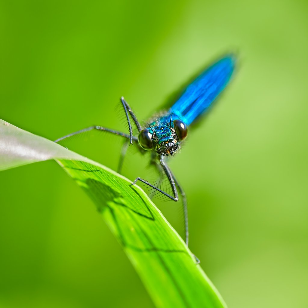 Detail of Curiosity by @wildmanrouse