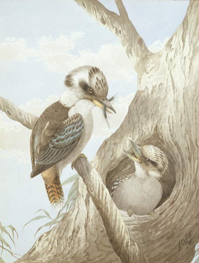 Detail of Kookaburras Feeding at a Nest in a Tree, 1892 by Neville Henry Peniston Cayley