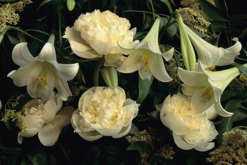 Detail of Easter Lilies and White Peonies by Anonymous