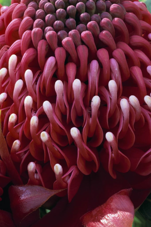 Waratah Flower posters & prints by Anonymous