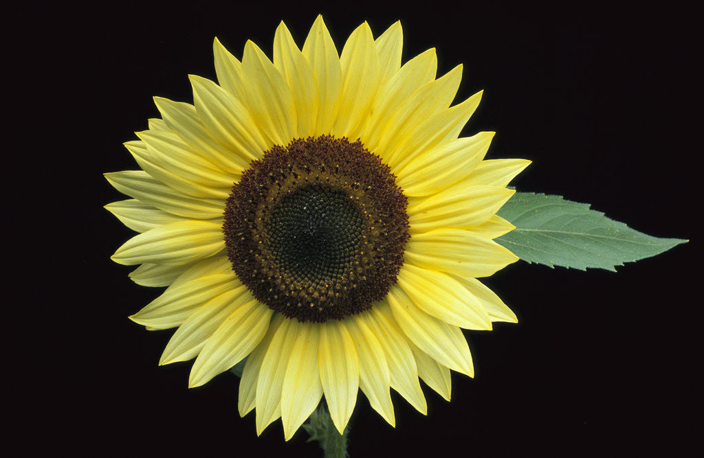 Detail of 'Vanilla Ice' Sunflower by Anonymous