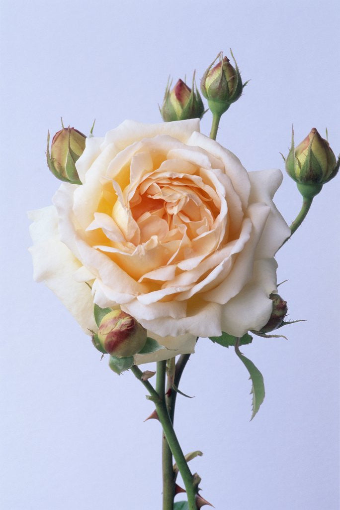 Detail of Cressida Rose by Corbis