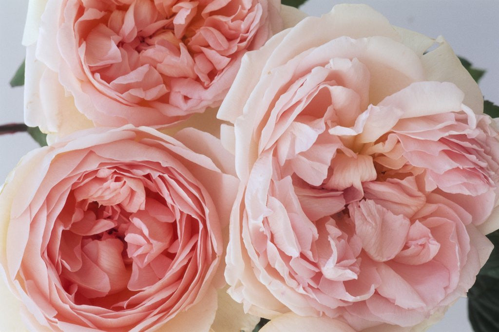 Detail of Sharifa Roses by Anonymous