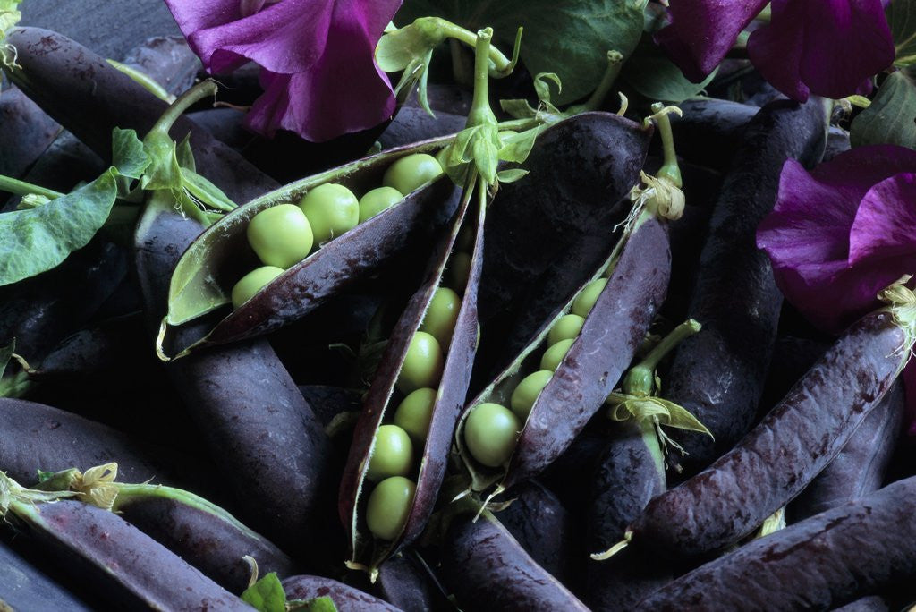 Detail of Pea Pods by Anonymous