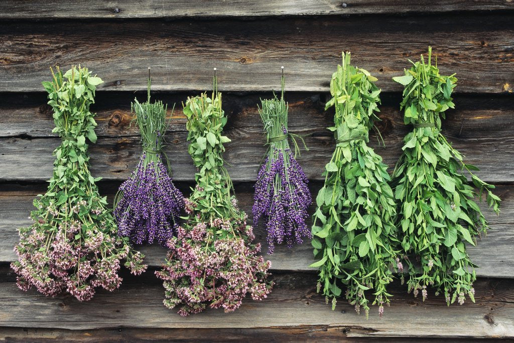 Detail of Herbs Drying Upside Down by Anonymous