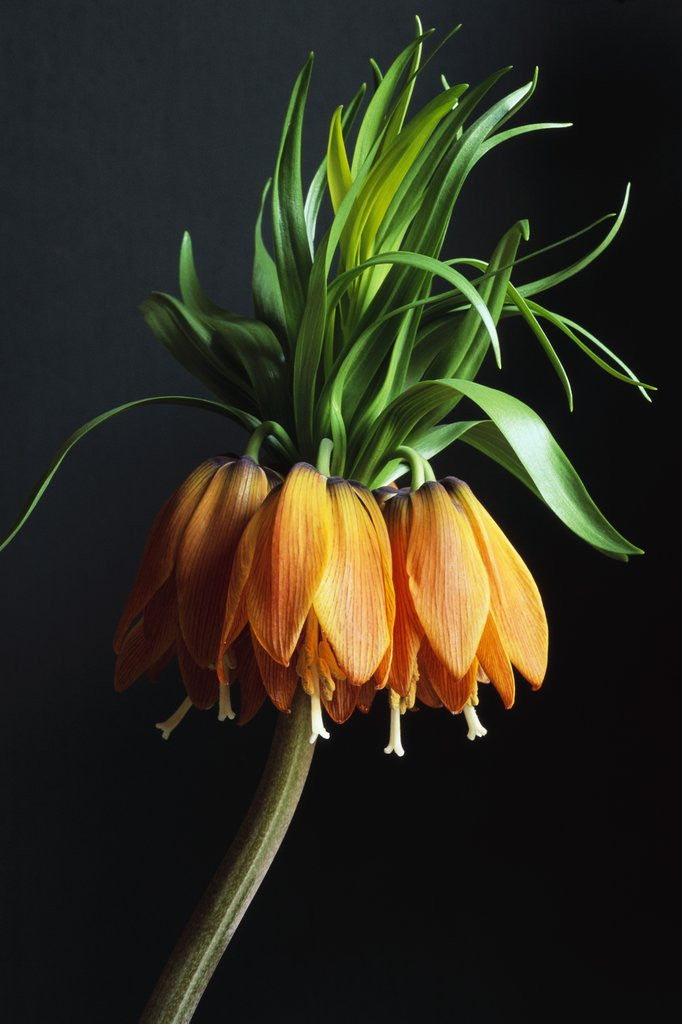 Detail of Crown Imperial by Anonymous