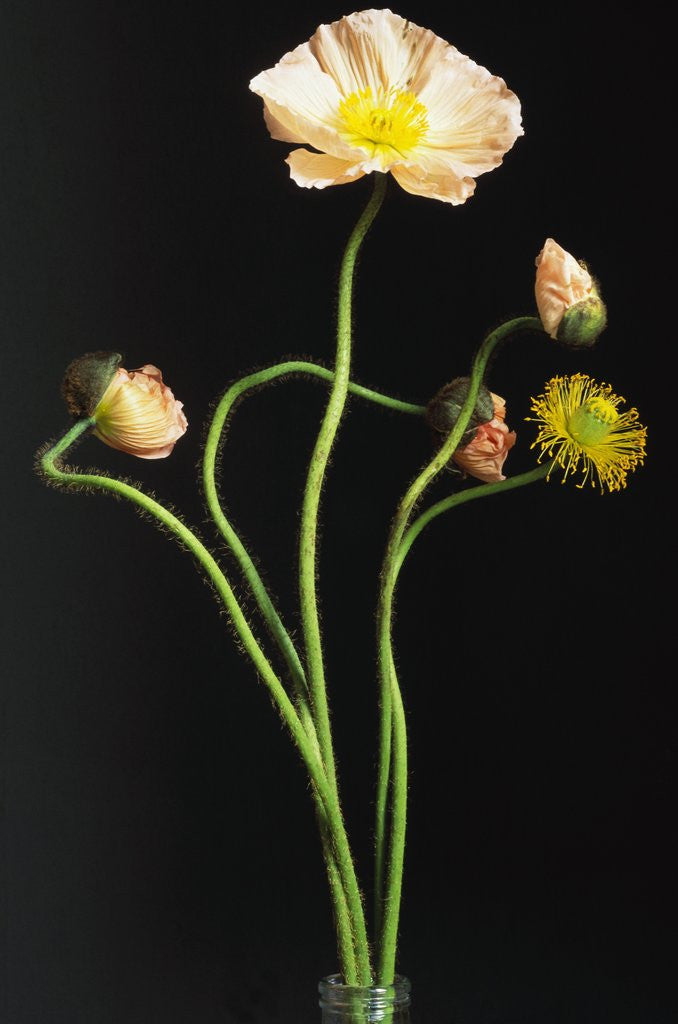 Detail of Poppy by Anonymous