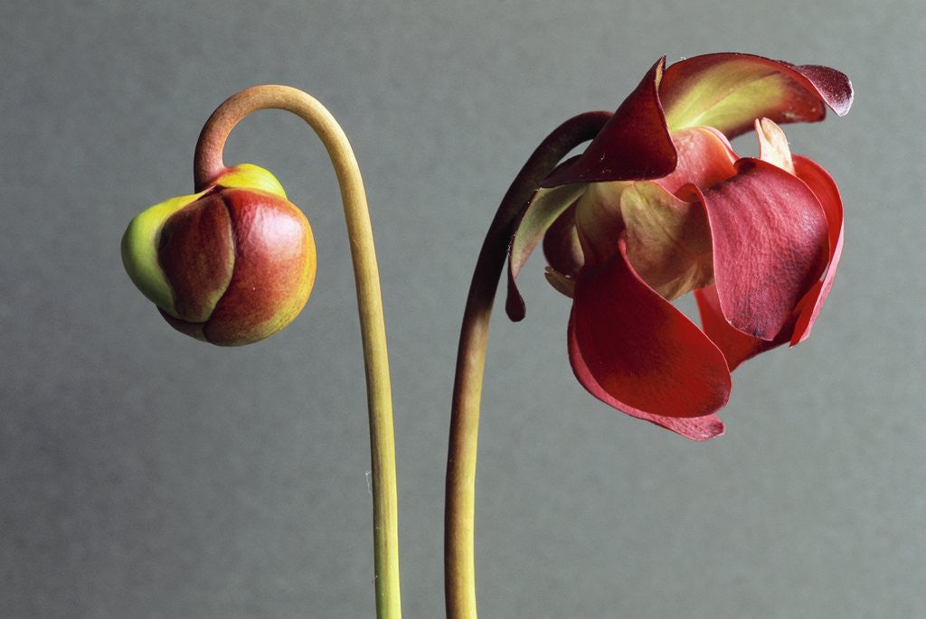 Detail of Sarracenia by Anonymous