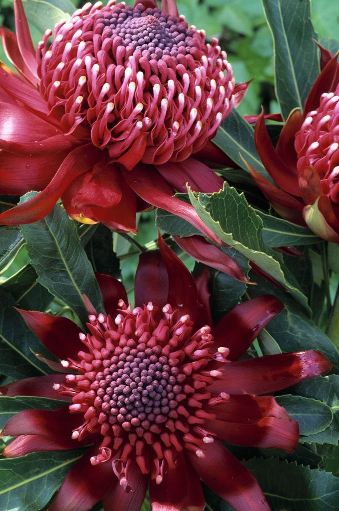 Detail of Warratahs by Anonymous