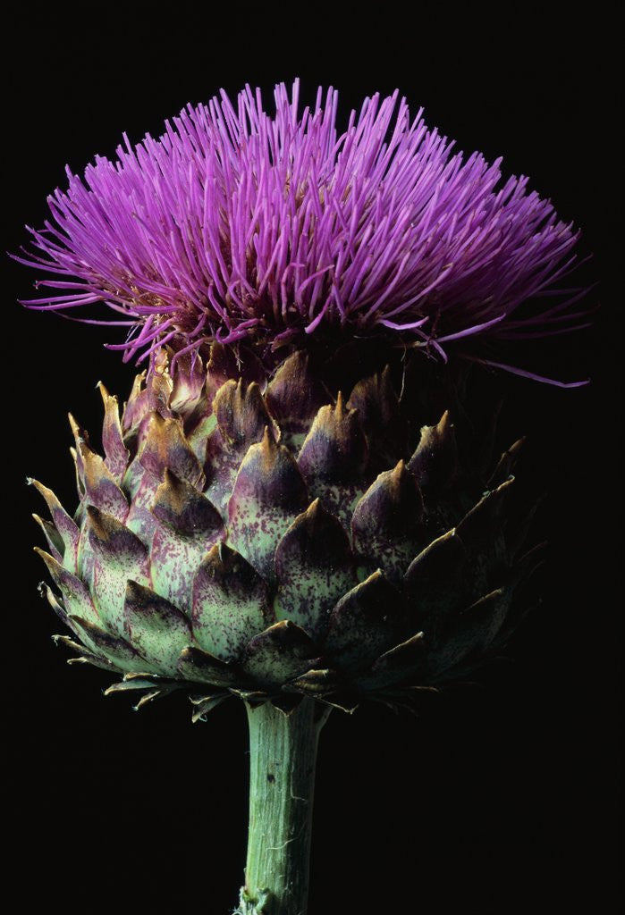Detail of Cardoon by Anonymous
