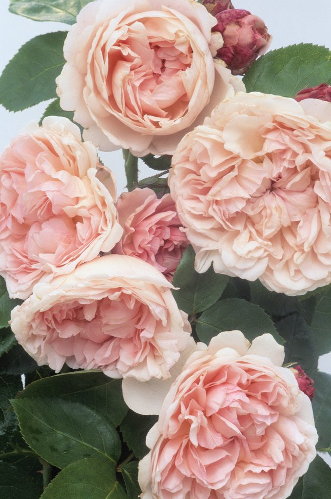Detail of St. Swithan Roses by Anonymous