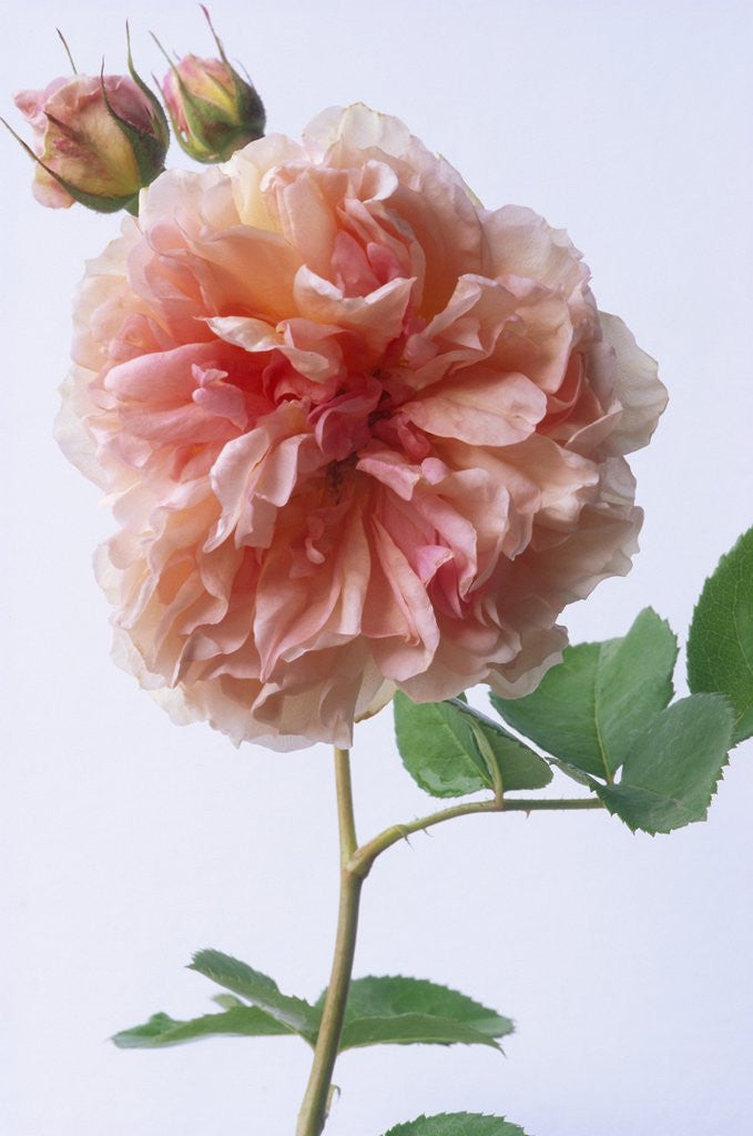 Detail of English Elegance Rose by Anonymous