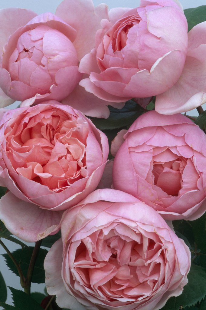 Detail of Brother Cadfael Roses by Corbis