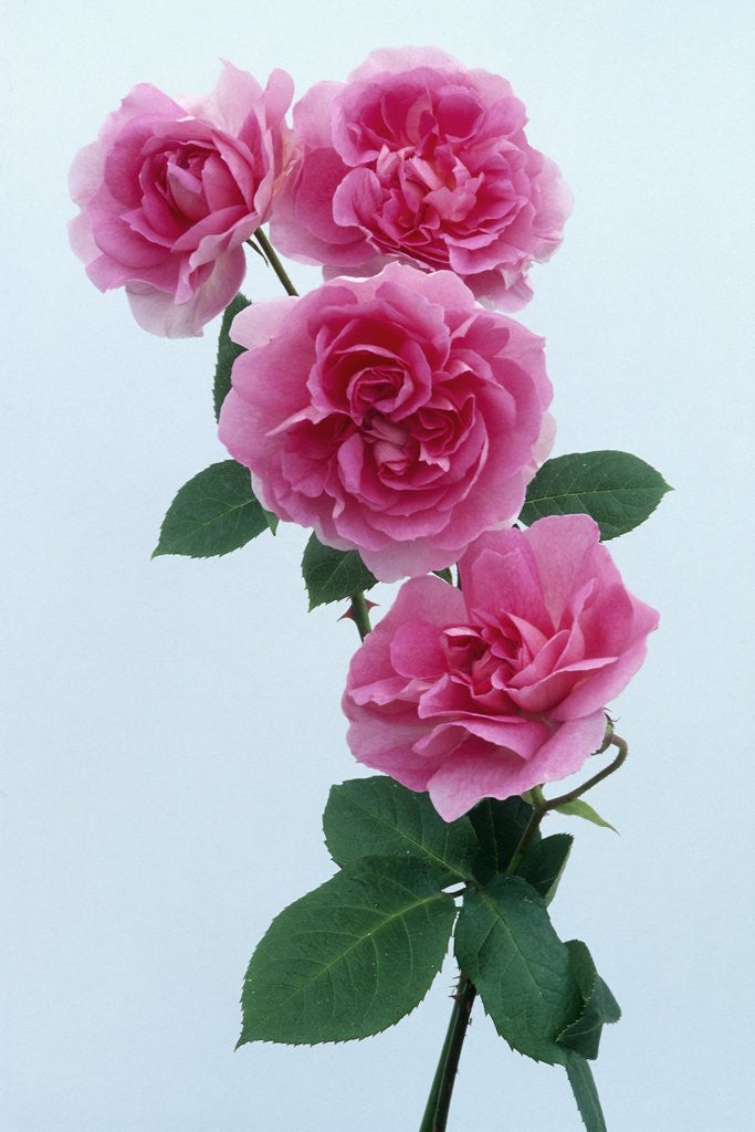 Detail of Trevor Griffiths Roses by Anonymous