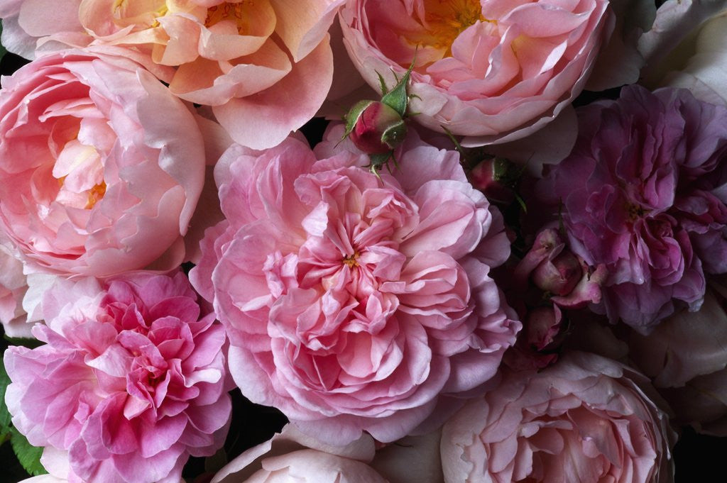Detail of Cottage Rose and Sceptered Isle Roses by Anonymous