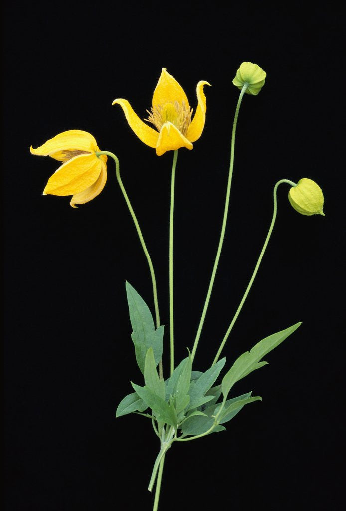 Detail of Clematis 'Bill McKenzie' Flowers in Bloom by Corbis