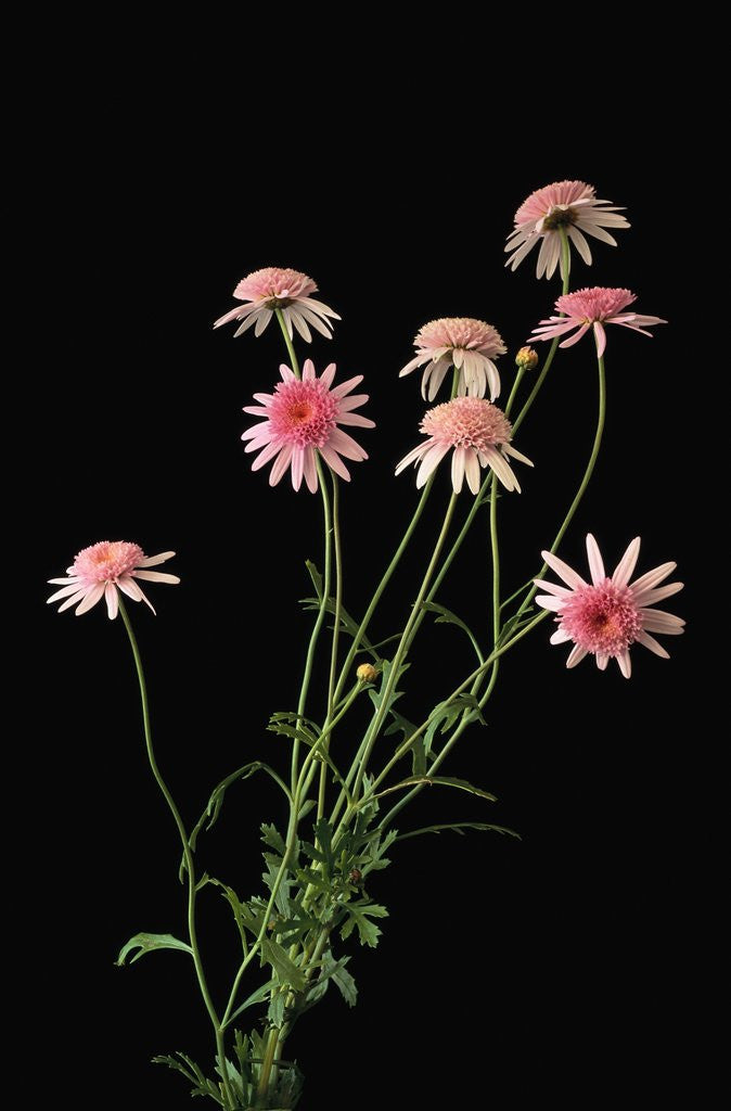 Detail of Argyranthemums in Bloom by Corbis