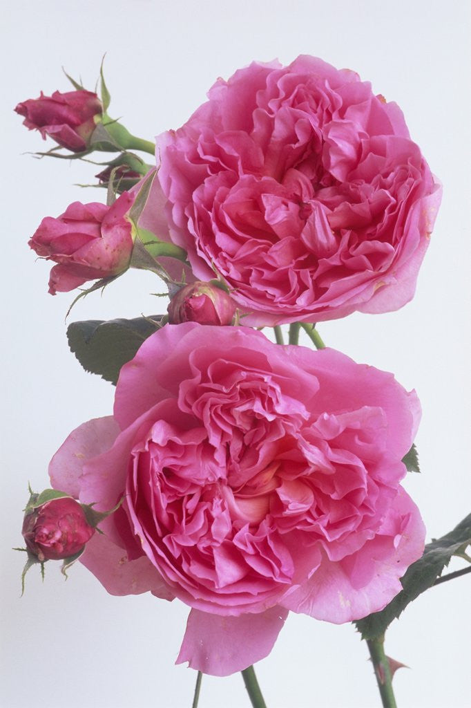Detail of Hilda Murrell Roses by Anonymous
