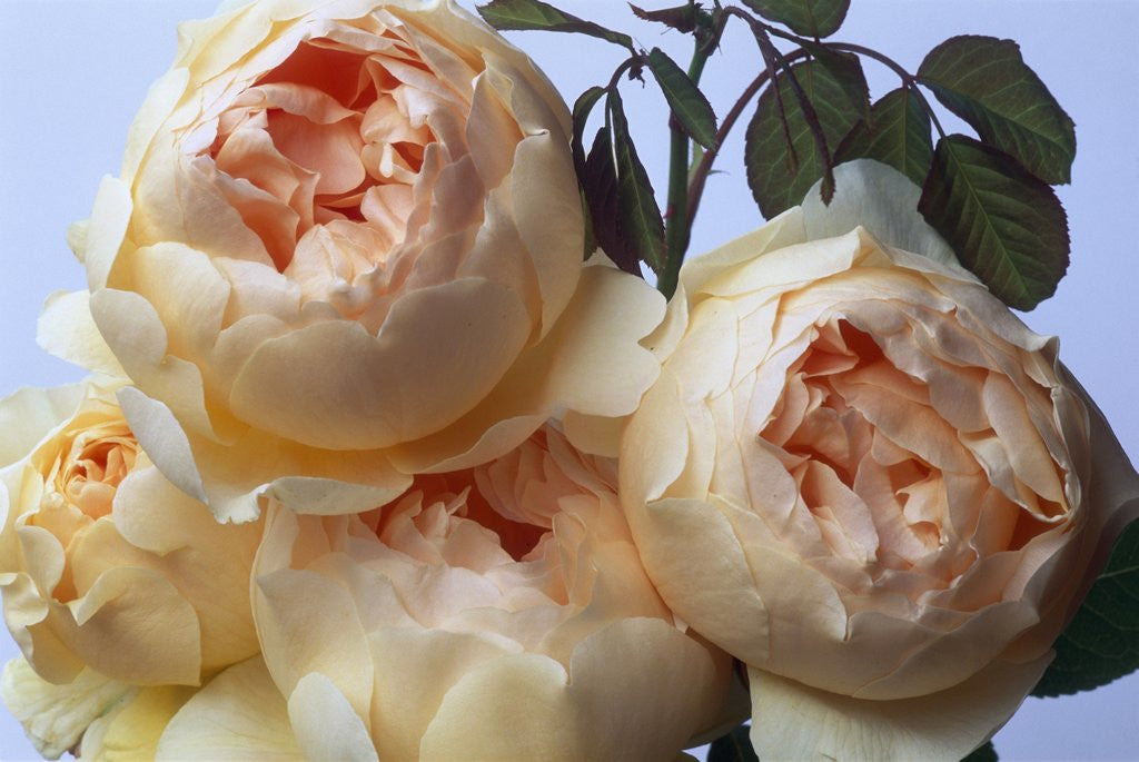 Detail of Jude the Obscure Roses by Anonymous