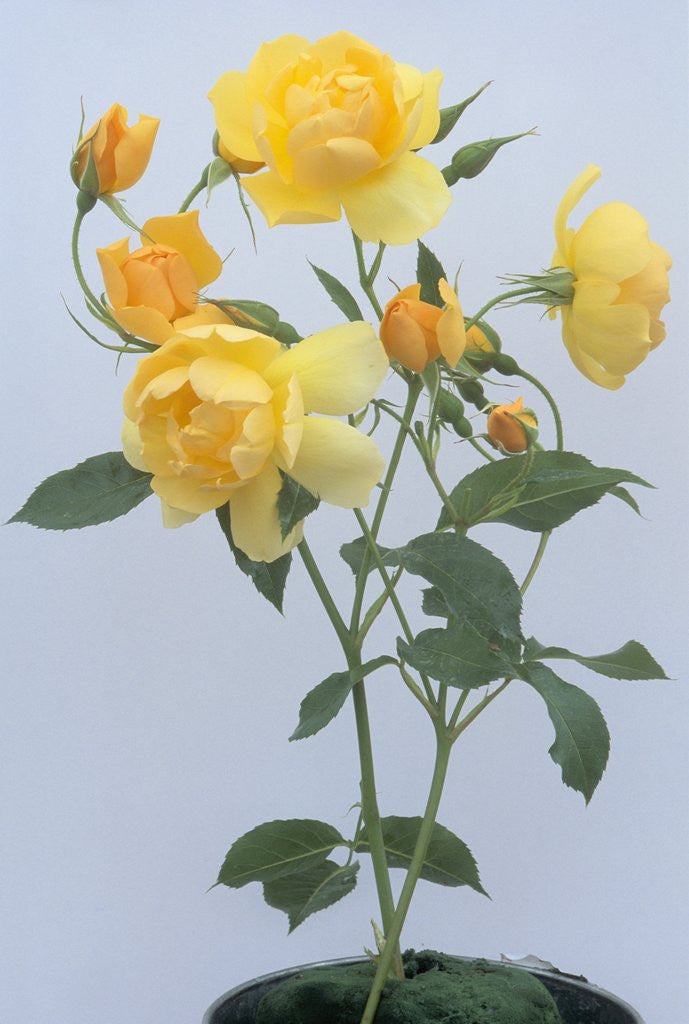 Detail of Buttercup Roses by Anonymous