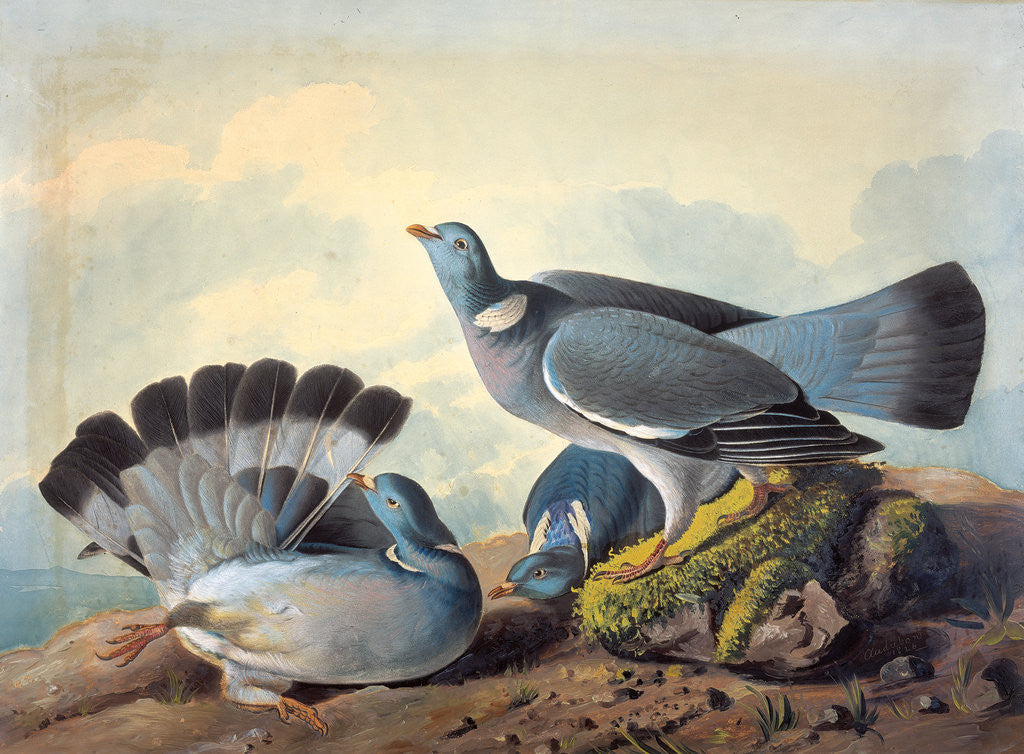 Detail of Rock Pigeons by John James Audubon