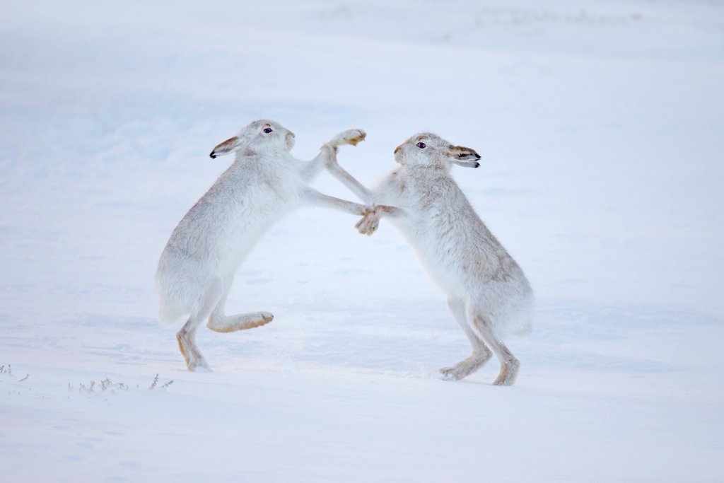Detail of Dancing Hares by @wildmanrouse