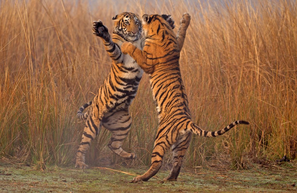 Detail of Dancing tigers by @wildmanrouse