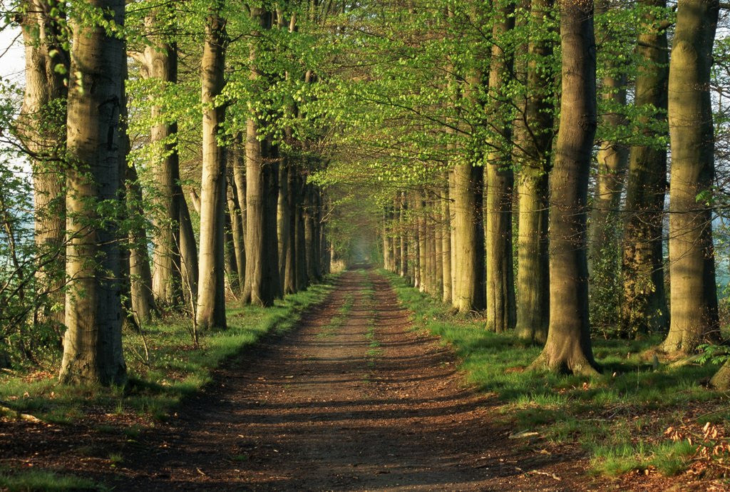 Detail of Tree-Lined Path by Anonymous