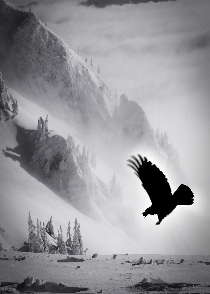 Detail of snowbird by Alexandra Stanek