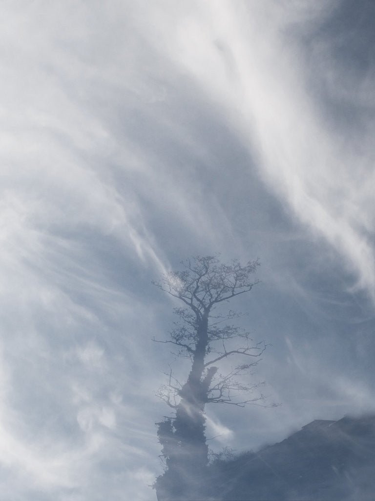 Detail of tree by Alexandra Stanek