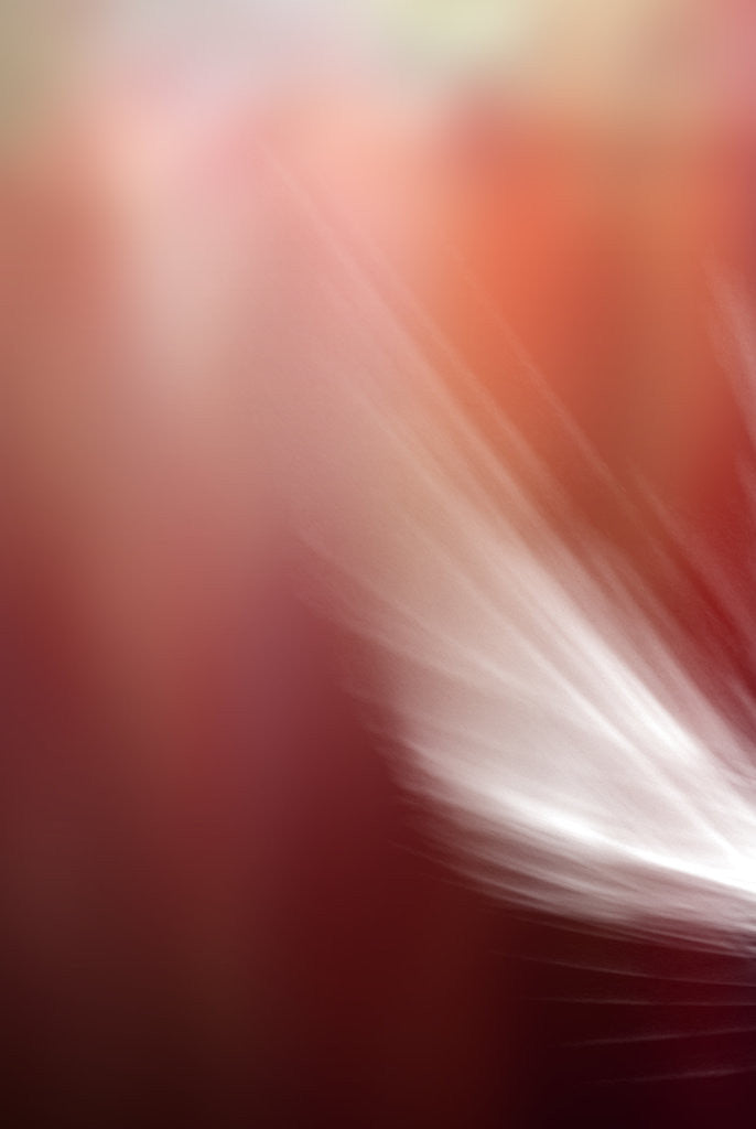 Detail of Feather by Ricardo Demurez